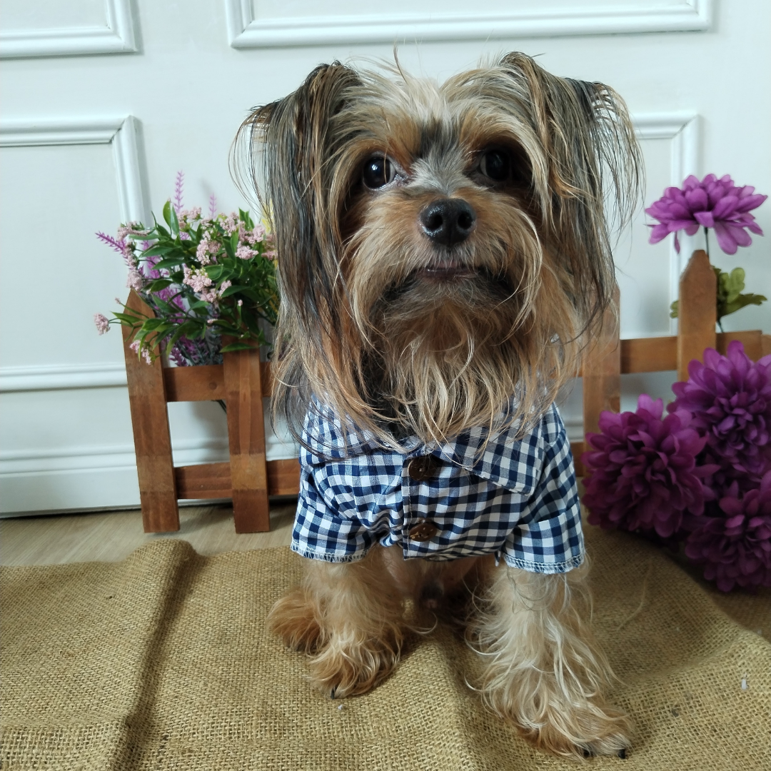 Camisa Picnic