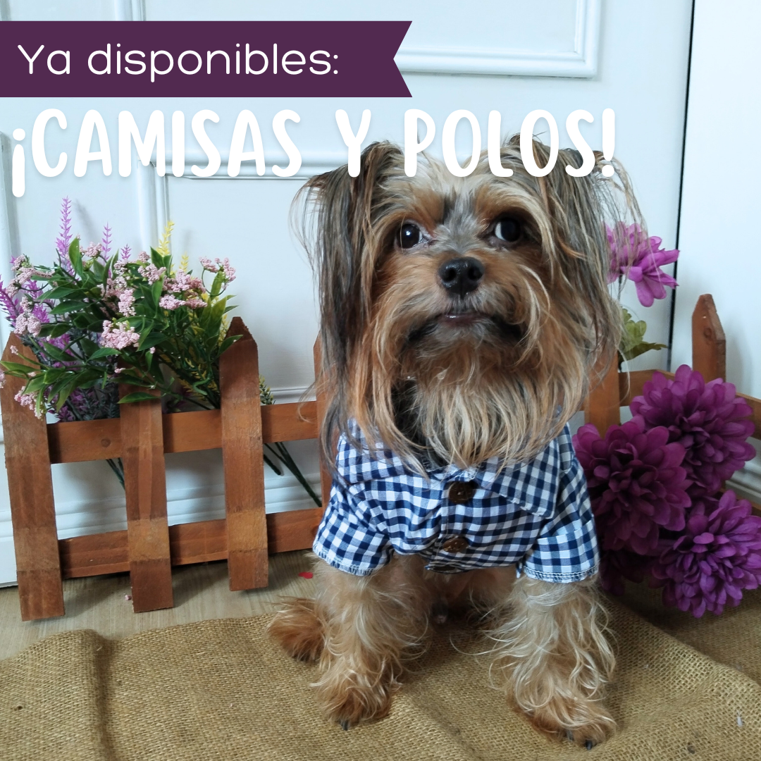 Camisas y Polos