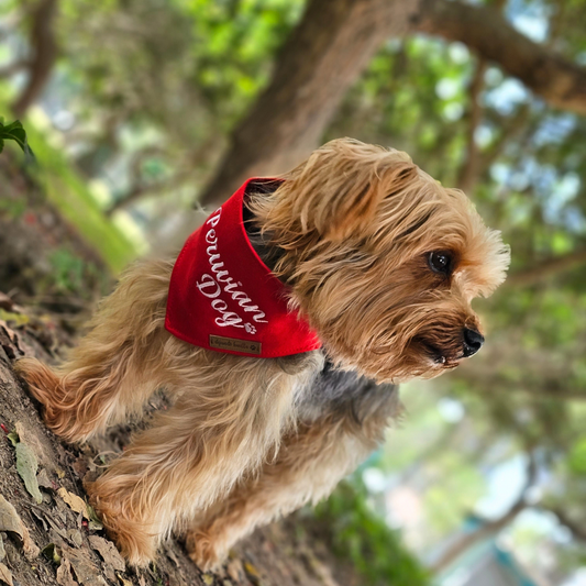 Bandana Peruvian Dog 🐶