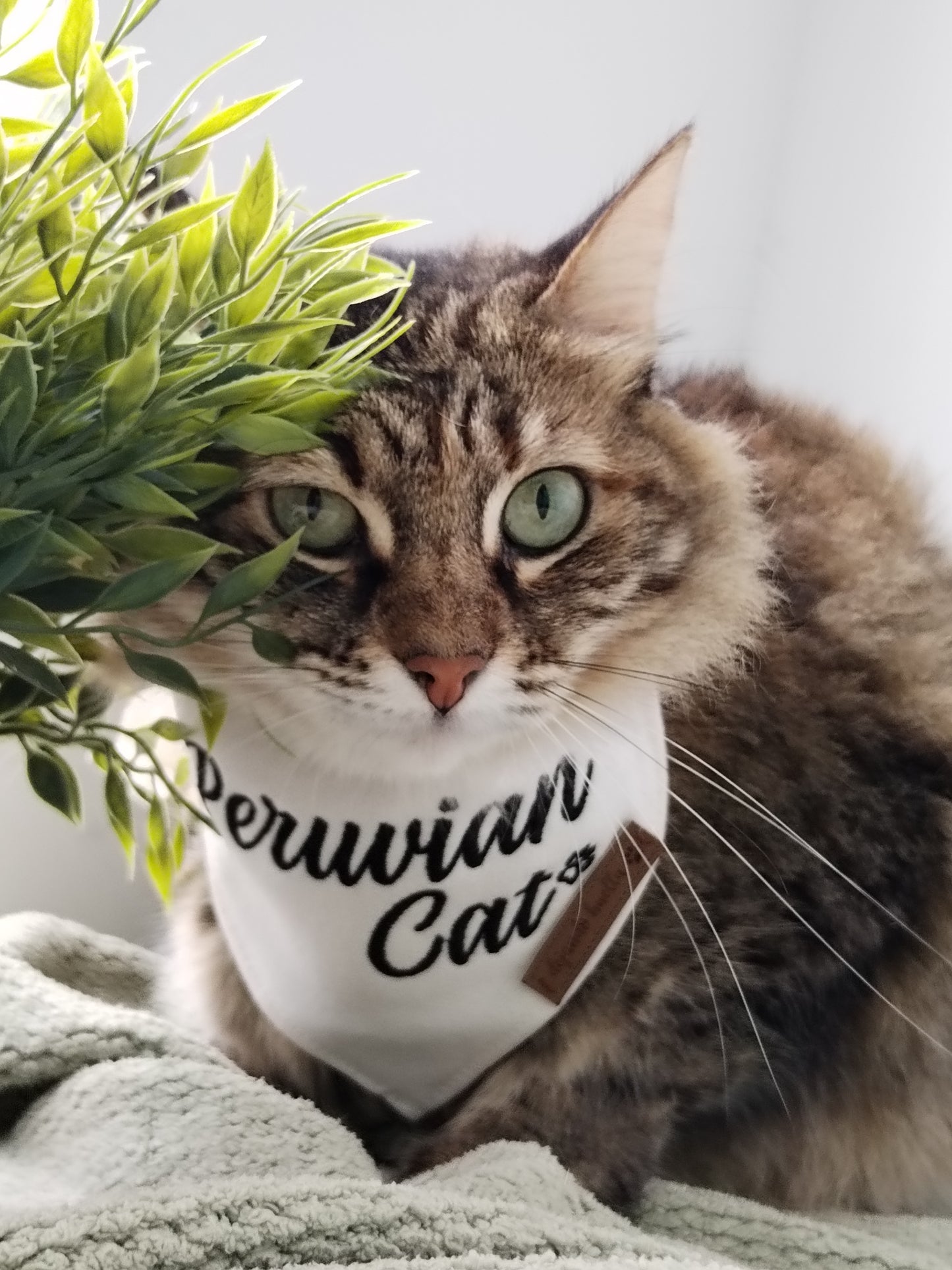 Bandana Cat 🐱